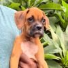 DogsIndia.com - Boxer - Derick - Shade's