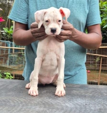 DogsIndia.com - Boxer - Derick - Shade's