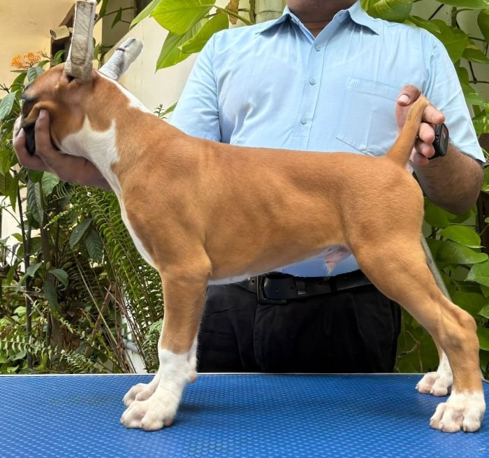 DogsIndia.com - Boxer - Faith Hill's - Dr.Sujit