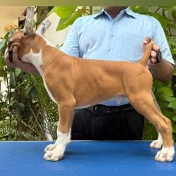 DogsIndia.com - Boxer - Faith Hill's - Dr.Sujit