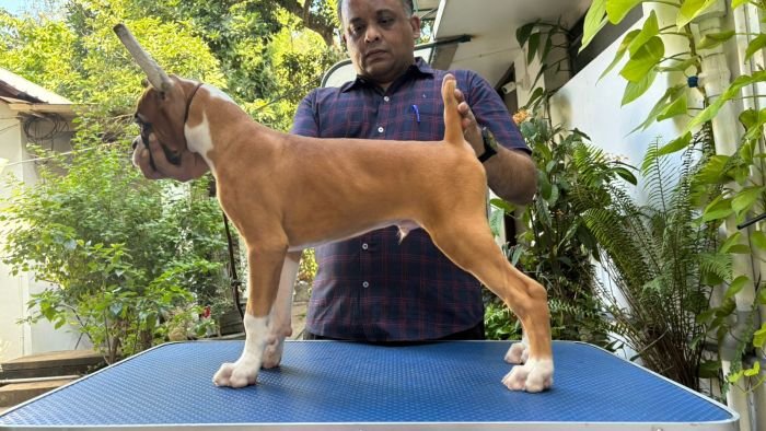 DogsIndia.com - Boxer - Dr. Sujit