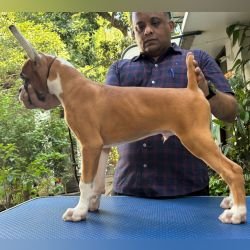 DogsIndia.com - Boxer - Dr. Sujit