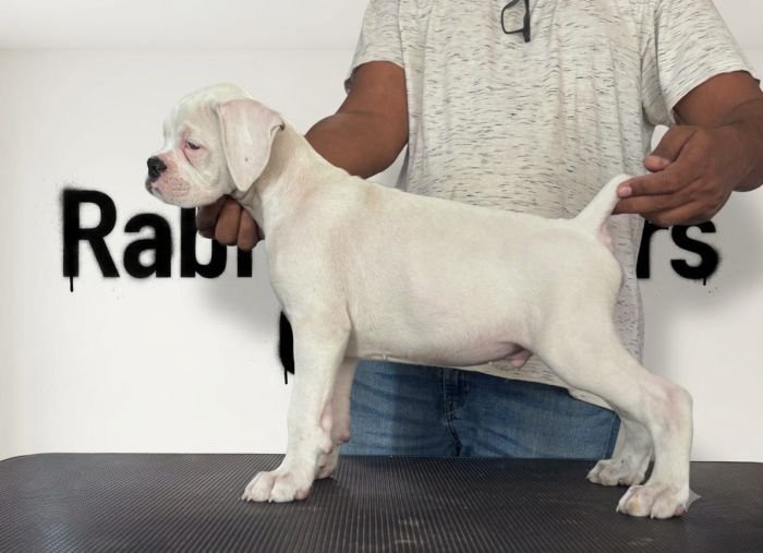 DogsIndia.com - boxer - jaisimha