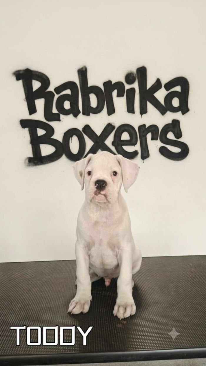 DogsIndia.com - boxer - jaisimha