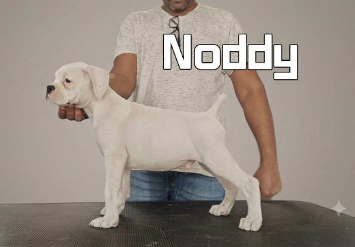 DogsIndia.com - boxer - jaisimha