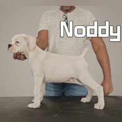 DogsIndia.com - boxer - jaisimha