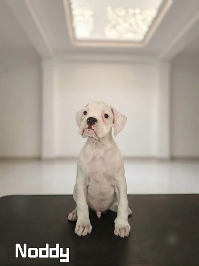 DogsIndia.com - boxer - jaisimha