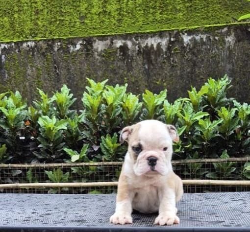 DogsIndia.com - Bulldog - Derick