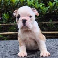 DogsIndia.com - Bulldog - Derick
