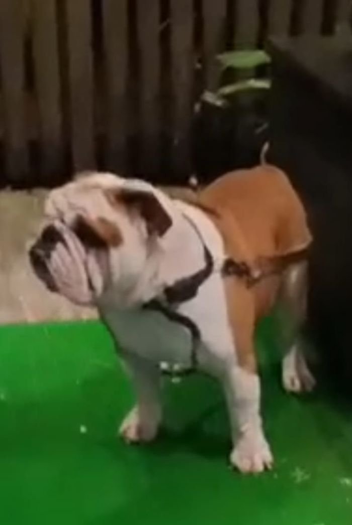 DogsIndia.com - Bulldog - Derick