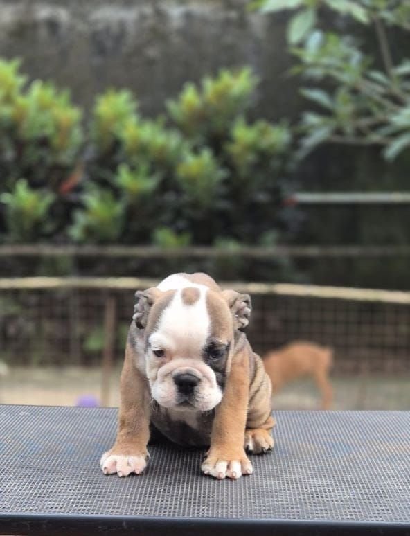 DogsIndia.com - Bulldog - Derick