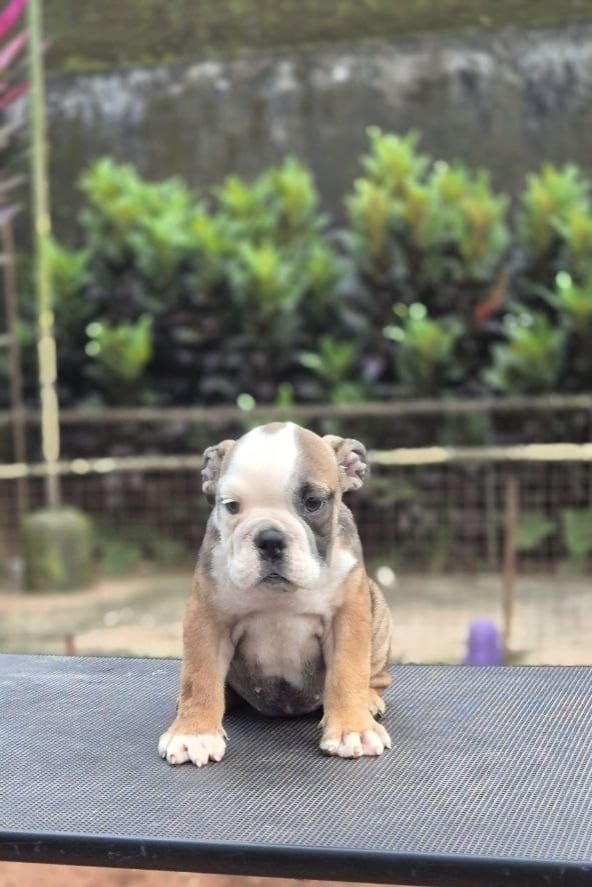 DogsIndia.com - Bulldog - Derick