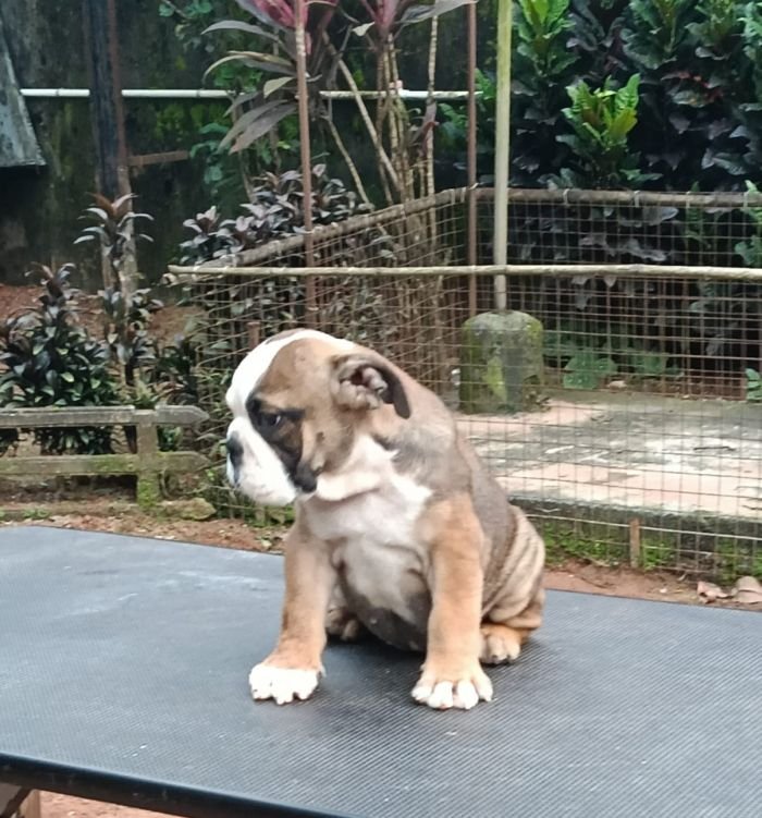 DogsIndia.com - Bulldog - Derick