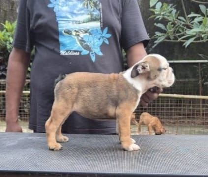 DogsIndia.com - Bulldog - Derick