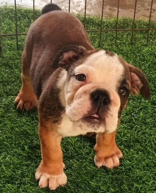 DogsIndia.com - Bulldog - Derick