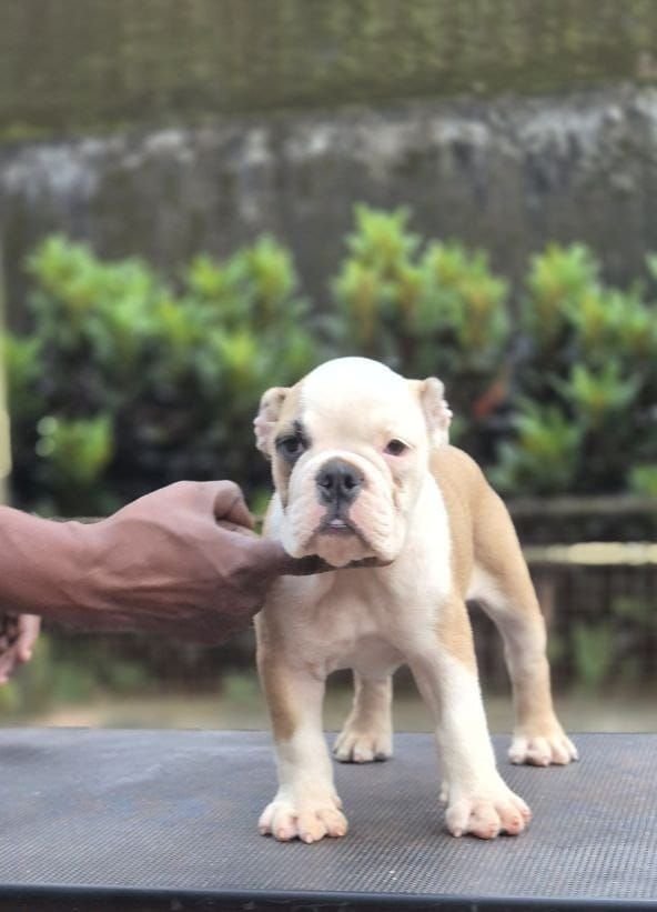 DogsIndia.com - Bulldog - Derick