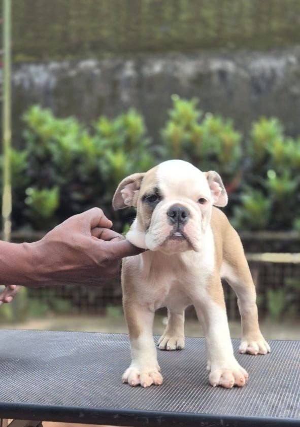 DogsIndia.com - Bulldog - Derick
