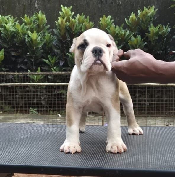 DogsIndia.com - Bulldog - Derick