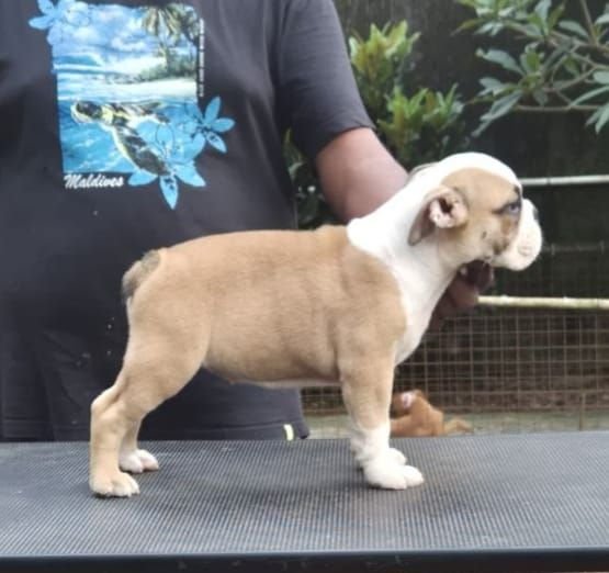DogsIndia.com - Bulldog - Derick