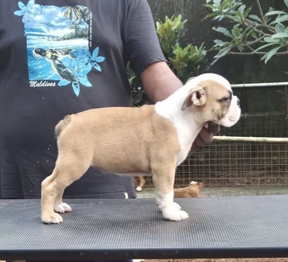 DogsIndia.com - Bulldog - Derick