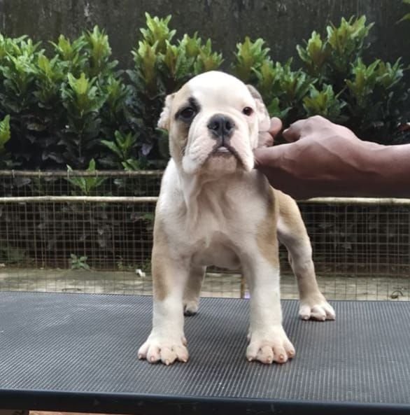 DogsIndia.com - Bulldog - Derick
