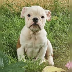 DogsIndia.com - Bulldog - Santhosh, Sanram's