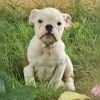 DogsIndia.com - Bulldog - Santhosh, Sanram's