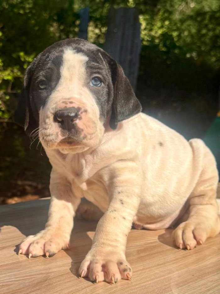 DogsIndia.com - Bulli Kutha - Thomas