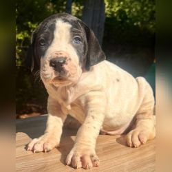 DogsIndia.com - Bulli Kutha - Thomas