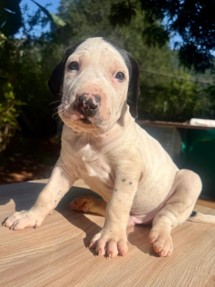 DogsIndia.com - Bulli Kutha - Thomas