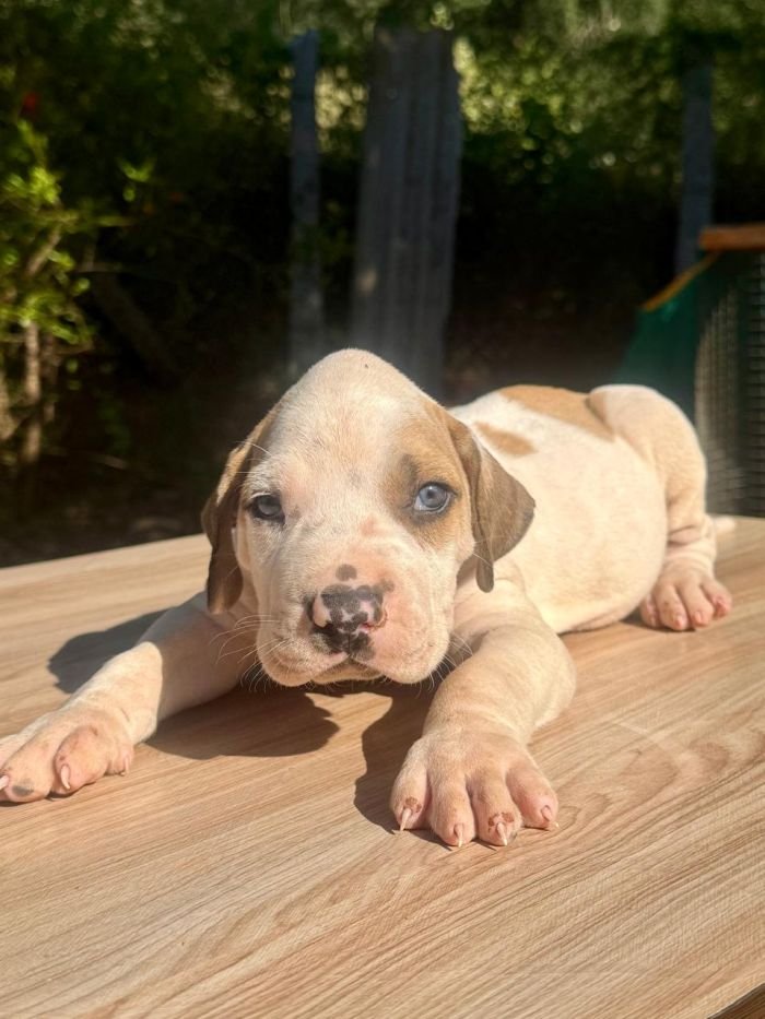 DogsIndia.com - Bulli Kutha - Thomas