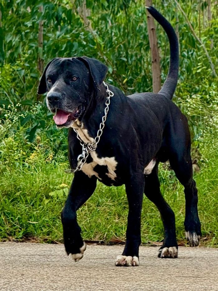 DogsIndia.com - Bulli Kutha - Thomas