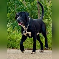 DogsIndia.com - Bulli Kutha - Thomas