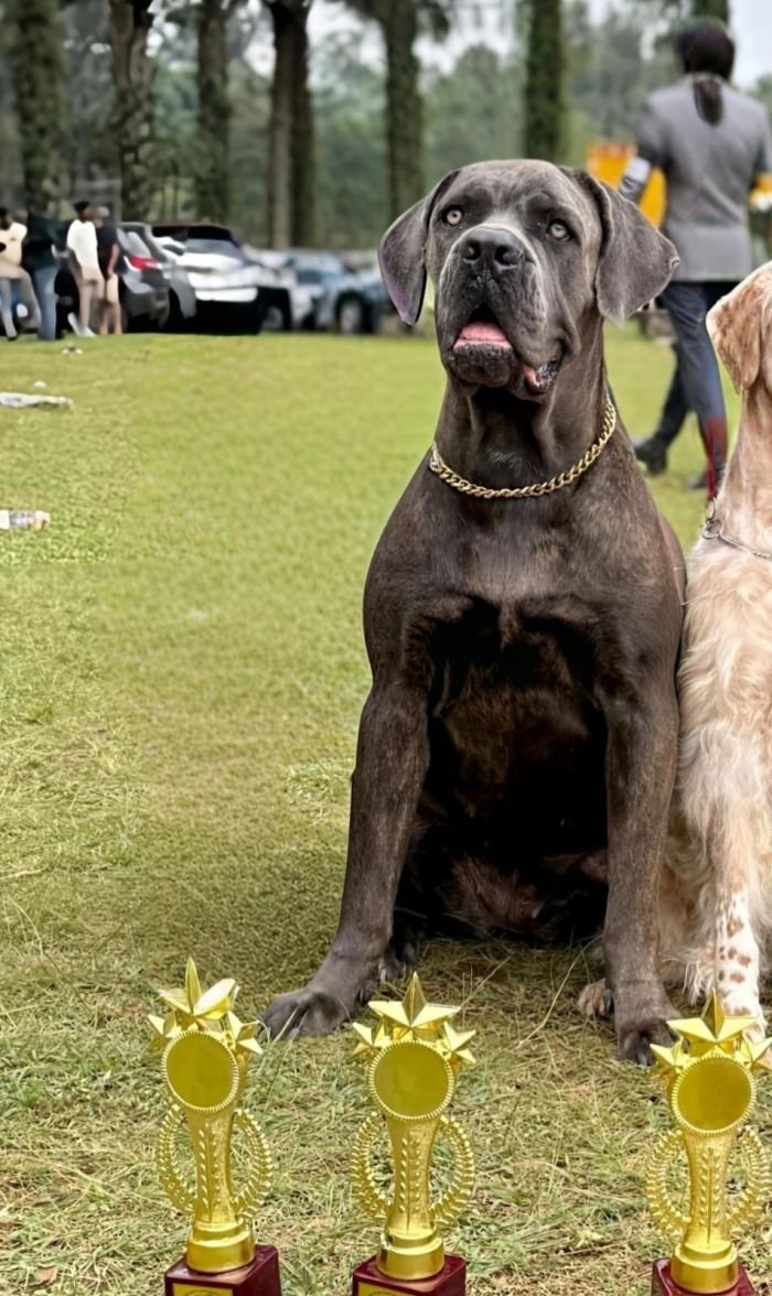 DogsIndia.com - Cane Corso - Arvind