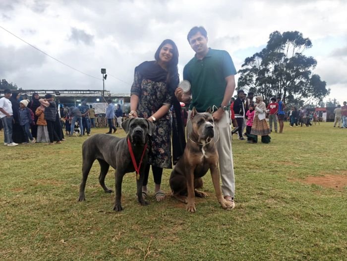 DogsIndia.com - Cane Corso - Arvind