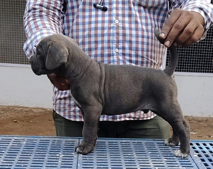 DogsIndia.com - Cane Corso - Arvind