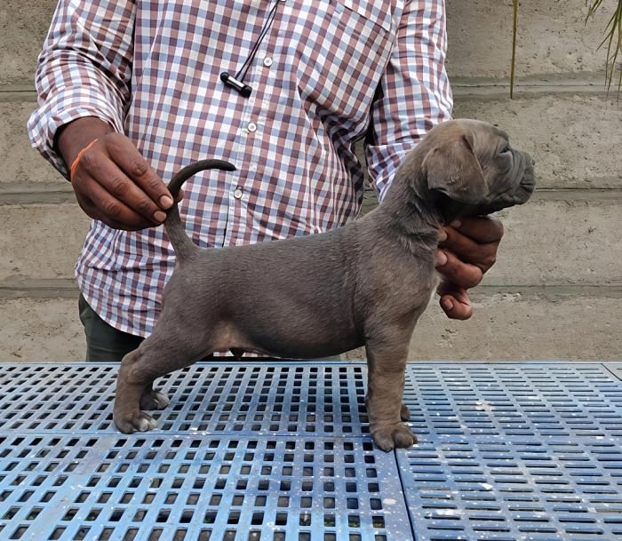 DogsIndia.com - Cane Corso - Arvind