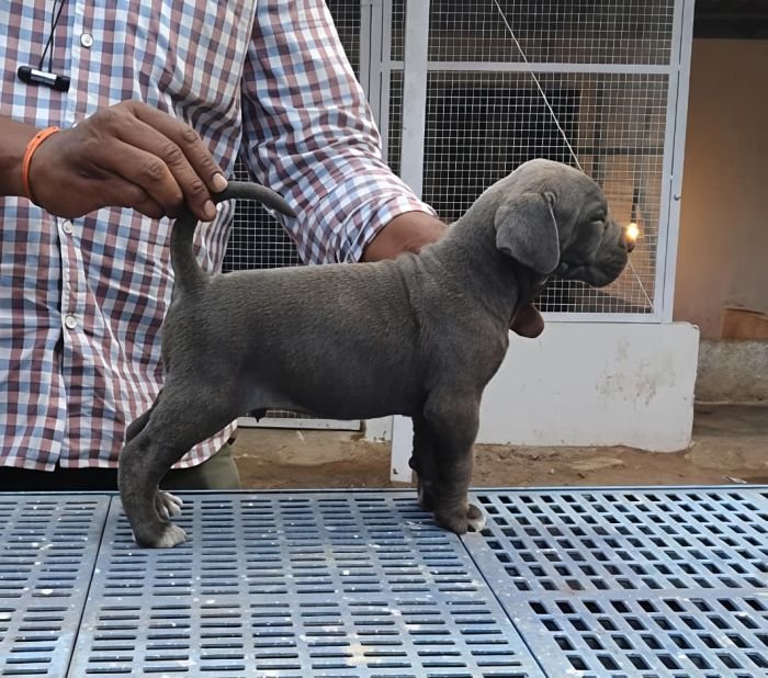 DogsIndia.com - Cane Corso - Arvind