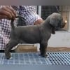 DogsIndia.com - Cane Corso - Arvind