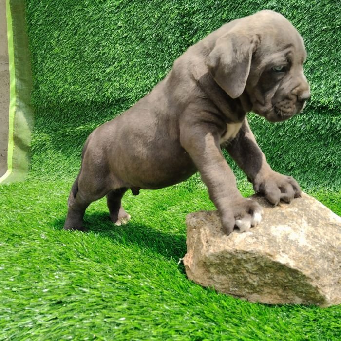 DogsIndia.com - Cane Corso - Arvind