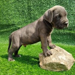 DogsIndia.com - Cane Corso - Arvind