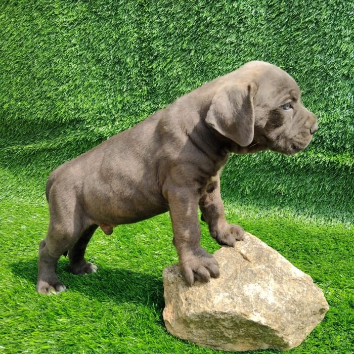 DogsIndia.com - Cane Corso - Arvind