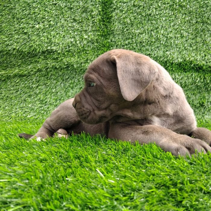 DogsIndia.com - Cane Corso - Arvind