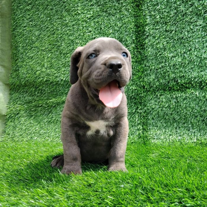 DogsIndia.com - Cane Corso - Arvind