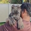 DogsIndia.com - Cane Corso - Arvind