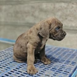 DogsIndia.com - Cane Corso - Arvind