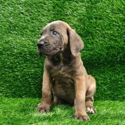 DogsIndia.com - Cane Corso - Arvind