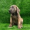 DogsIndia.com - Cane Corso - Arvind