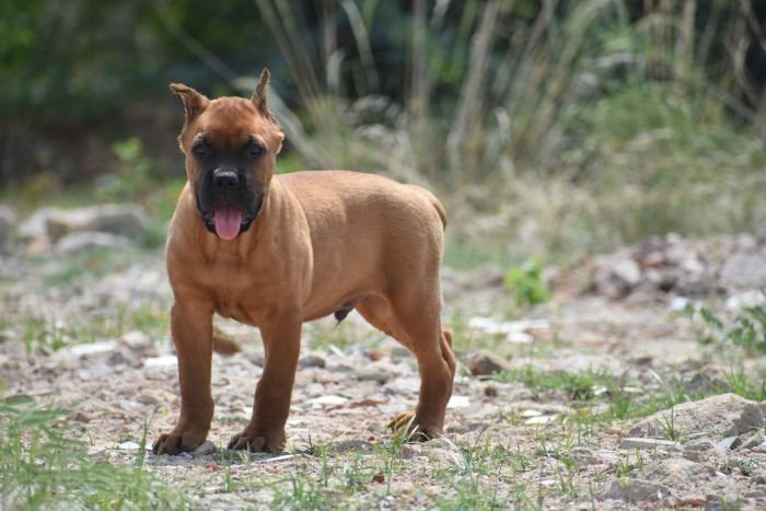 DogsIndia.com - Cane Corso - Balken Kennels