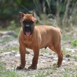 DogsIndia.com - Cane Corso - Balken Kennels